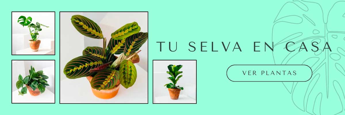 Tienda Online de Plantas
