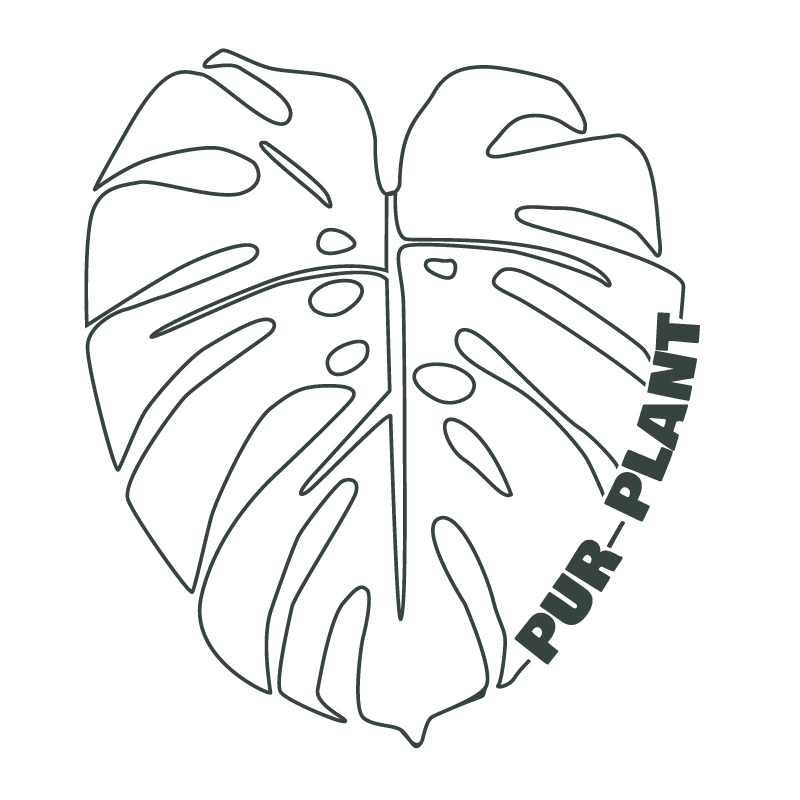 monstera