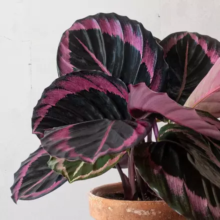 calathea roseopicta