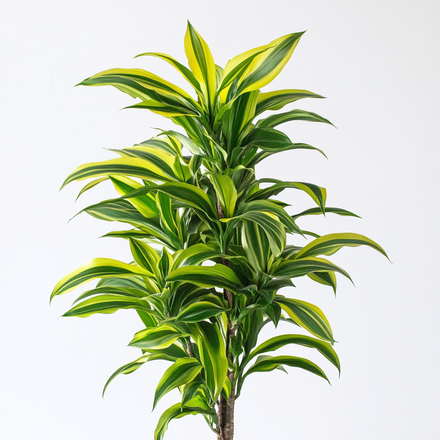 dracaena lemon lime